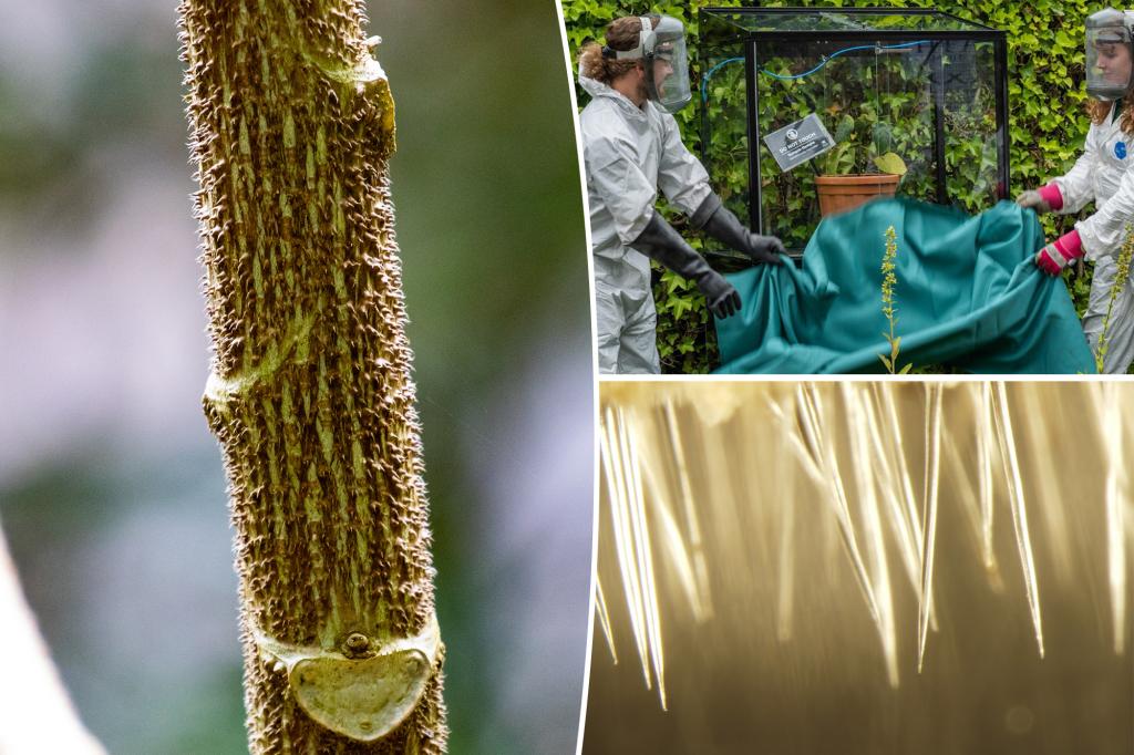 The world's most poisonous plant has driven people to suicide - like the man who accidentally used the leaves as toilet paper and shot himself